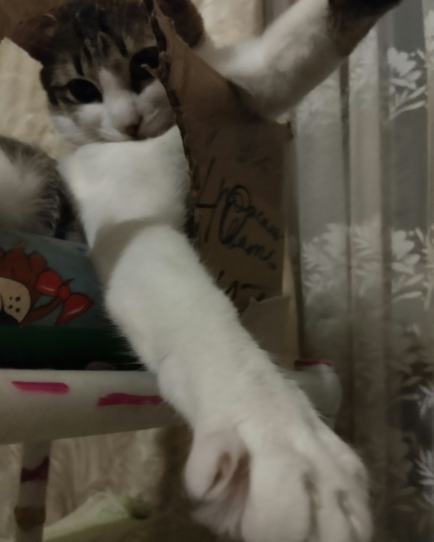 Кот Мурчик in LOOKY. . 