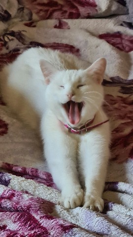 WhiteKitCat в LOOKY. . А сейчас настало  мо...
