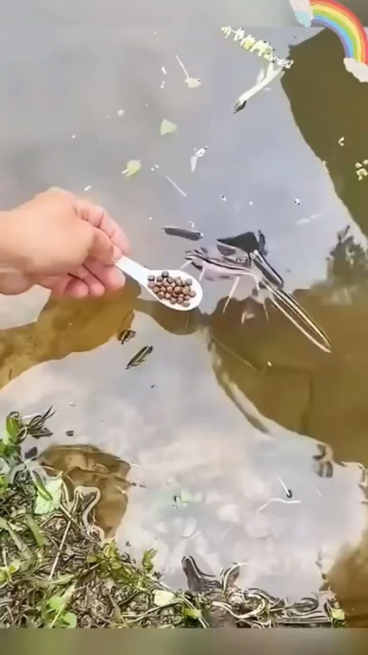 Looky_1693009795703 в LOOKY. . Uncommon wild Fishes...