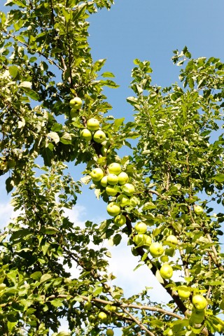 snovozhilov91 в LOOKY. #вечер,#лето,#июль,#лето2026,#июль2026,#фото,#вкадре,#кадры,#погода,#город,#Россия,#Татарстан,#Бугульма,#красота,#яблоня. Яблоня в лесу, плоды...