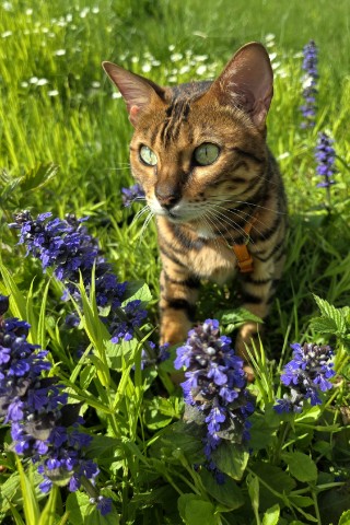 afina_zeus в LOOKY. #бенгальскаякошка,#бенгалы,#кошка,#коты,#кот,#мыизкотограма,#фотомомент,#моифото,#красивыекошки,#хвостатый_друг,#природа,#природапрекрасна,#наприроде,#пейзаж,#красивыеместа,#природабеларуси,#looky,#looky_official,#looky_кошки,#looky_контент,#looky_наприроде. Мой маленький домашн...