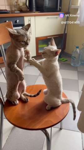 starry tribe в LOOKY. #devonrex. #devonrex [#devonrex...