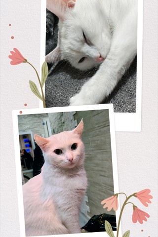 Looky_1701101074985 в LOOKY. . Всех с 8⃣ марта! 🐈�...