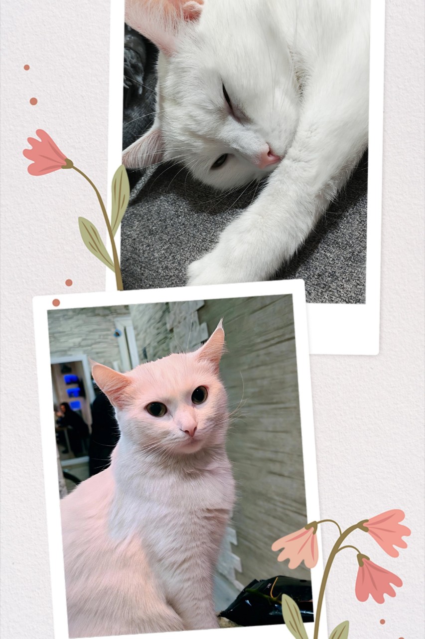 АляскАля в LOOKY — Всех с 8⃣ марта! 🐈💐🌷🌹🌺💐
