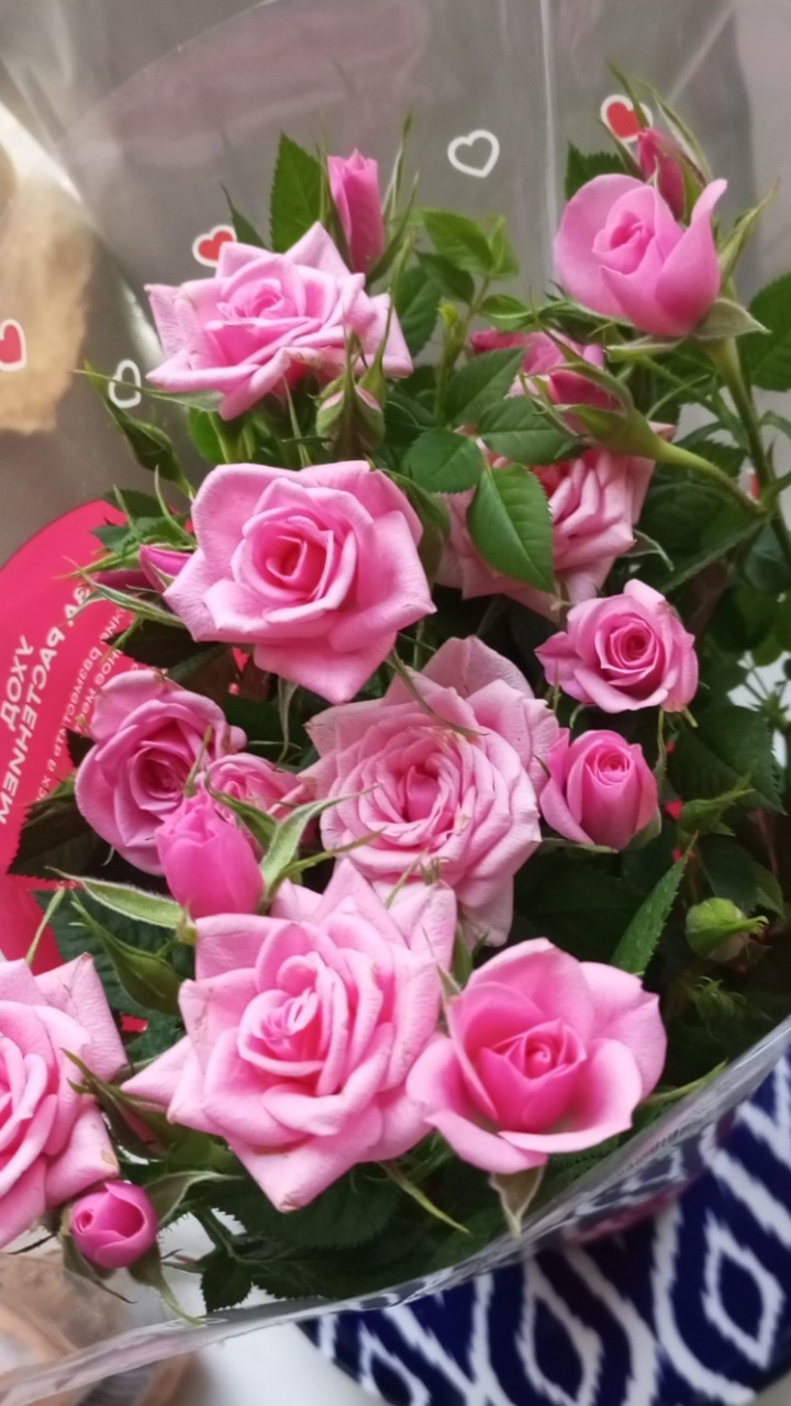 Мои новые красоточки из Магнита☺Розы Кордана🌹🌹🌹ждут переезда в грунт🩷 [#розы ](розы)[#хобби ](хобби)[#дача ](дача)[#2025 ](2025)