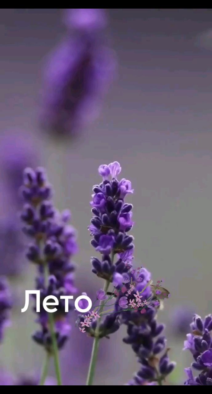 Salut в LOOKY. #Лето,#видеомоменты,#цветы,#природа,#пейзаж,#looky,#looky_official,#looky_контент,#looky_цветы. Лето-это маленькая ж...