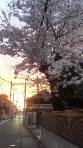 japannatureai в LOOKY. . Japan vibe 
Follow)
...
