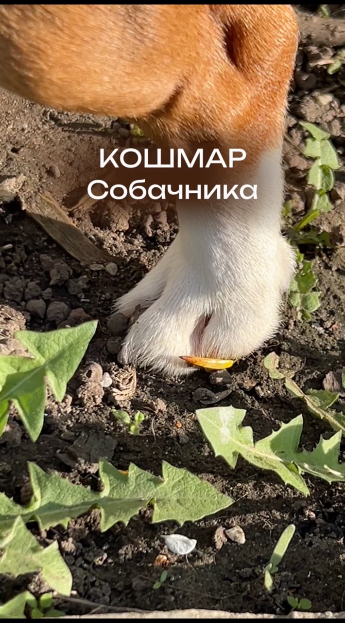Собака Бэтмен в LOOKY. #307874530. Уровень опасности – ...