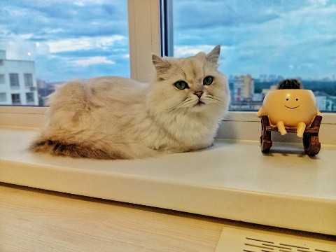 darenka_little в LOOKY. #котейка,#котики,#cats,#ilovemycat,#lovecats,#nature,#instacat,#kitty,#animals,#коты,#кот,#cat,#catsofinstagram,#кошка,#кошки,#котята,#котик,#котэ,#catstagram,#котенок,#животные,#catlover,#catlovers,#instacat,#инстакот,#котя,#котятки,#catlife,#catoftheday,#cats_of_instagram. Кот Кокос. Очень лас...
