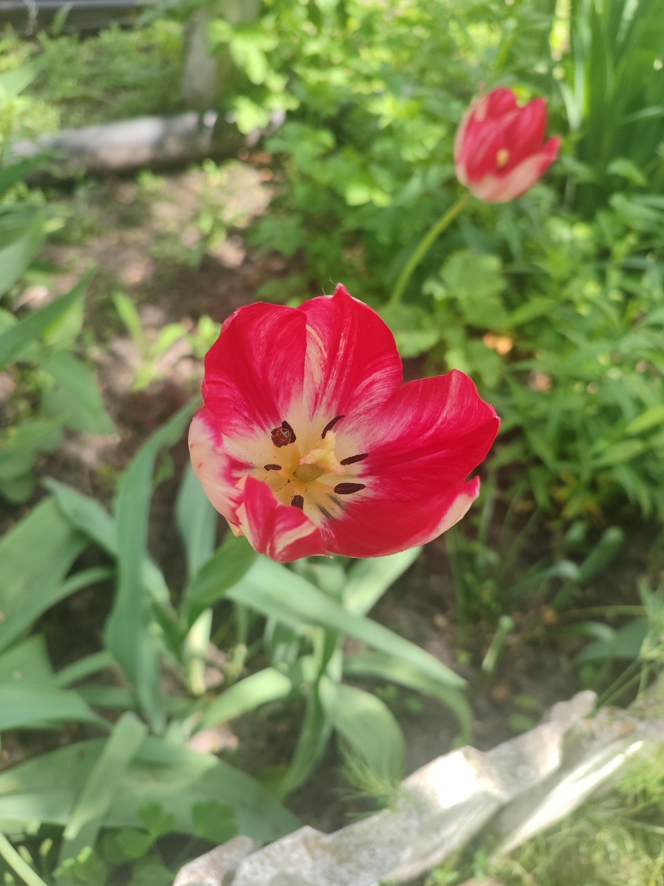 Анна in LOOKY. . Весенние цветы...