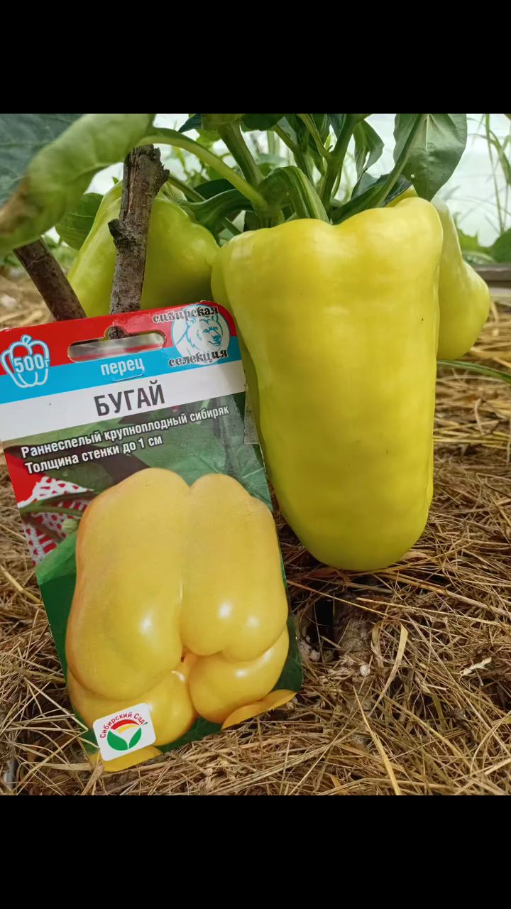 julinka_kochetova в LOOKY. #тестирование_СибСад2026,#vegetables,#перцы,#тестирование_семян2026,#pepper. Мои тестовые перчики...