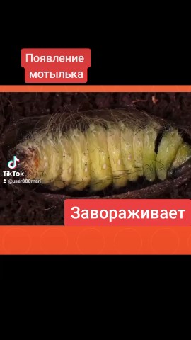 Legenda 8888 в LOOKY. #природа,#бабочка,#красота,#мир,#любовь,#радость,#мотылек. Смотрите , как эта г...