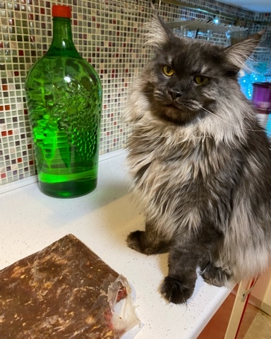 cat_bastion_coon в LOOKY. #мывместе,#приветдрузьям,#кот,#котики,#котик,#mainecoon,#mainecoon_banda,#котозависимость,#люблюкотиков,#безкотаижизньнета,#смешныеживотные,#смешныекотики,#мыизкотограма,#looky,#looky_top,#looky_топ. Съел немного фаршика...