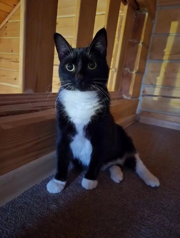 София в LOOKY. #киса,#день_рождения,#семья. Арюне 🐱 2 года 🥳

...
