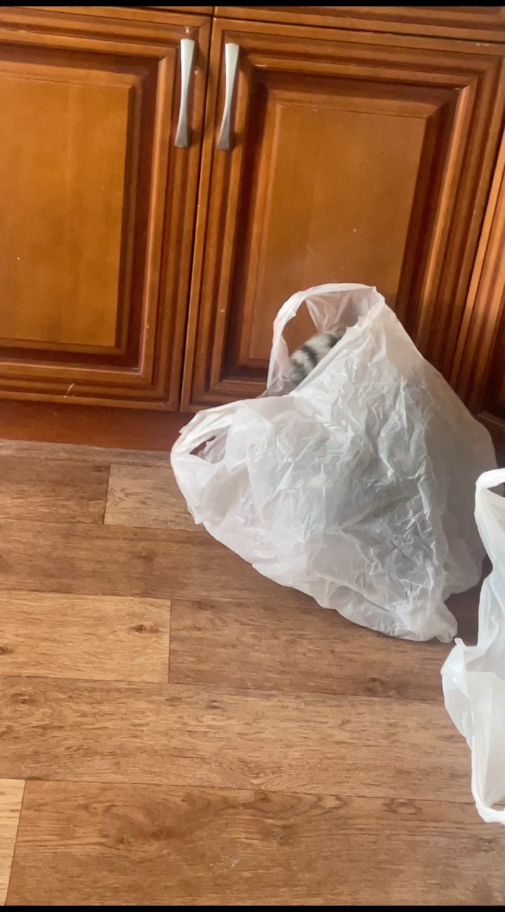  в LOOKY — В любимом пакете может даже спать.