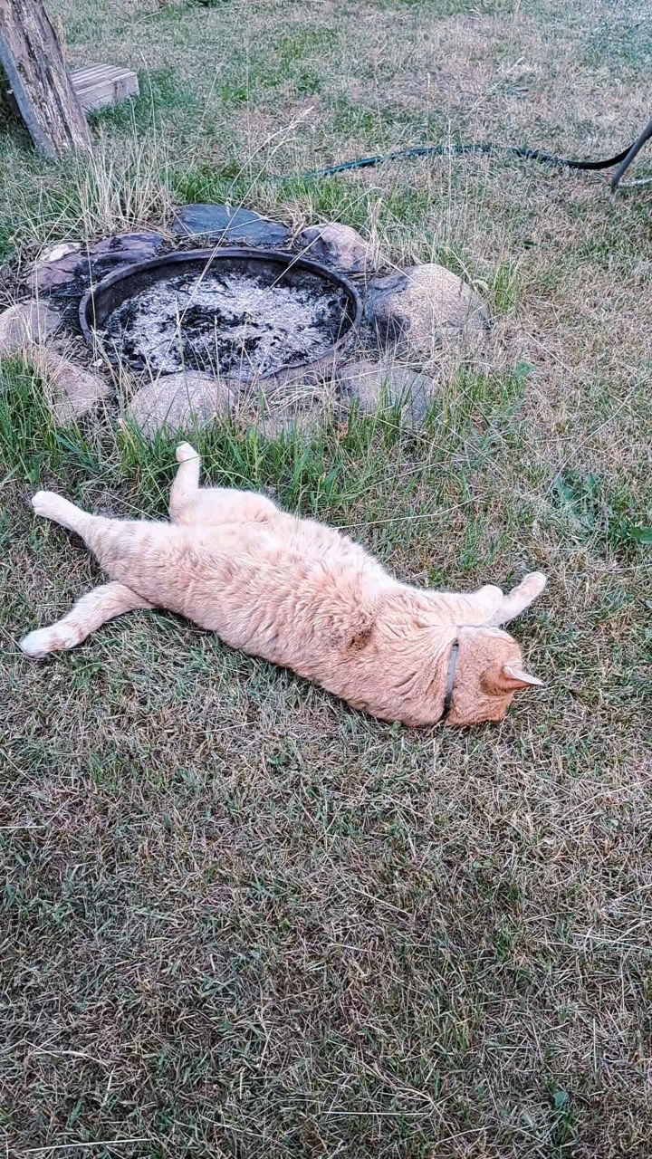 fatinya19488 в LOOKY. . [#котрыжик ](котрыжи...