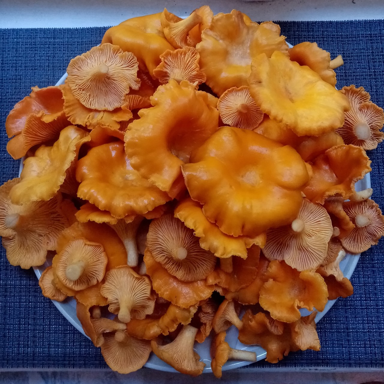 Юлия в LOOKY — 🧡Шикарные лисички были в этом году🧡 [#грибы](грибы) [#погр