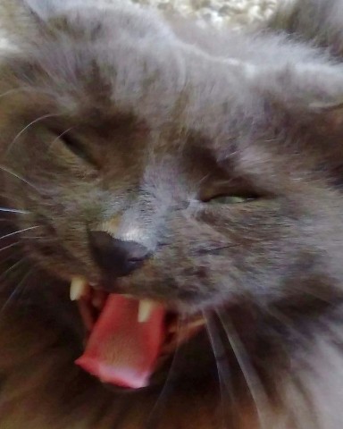 Nalex в LOOKY. #коты,#котики,#кошки,#питомцы. #коты #котики #кошки...