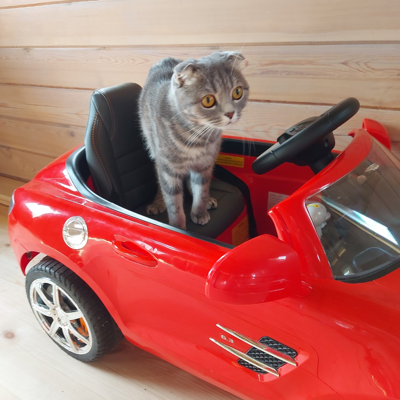 Поехали!

#муся
#мусиндра
#кошечка