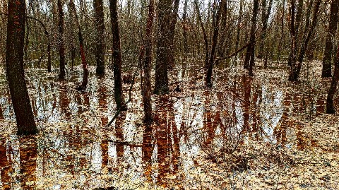 progulkipolecu1 в LOOKY. #леса,,#forests,,#грибы,,#mushrooms,#река,,#вода,,#river,,#water. #леса, #forests, #гр...