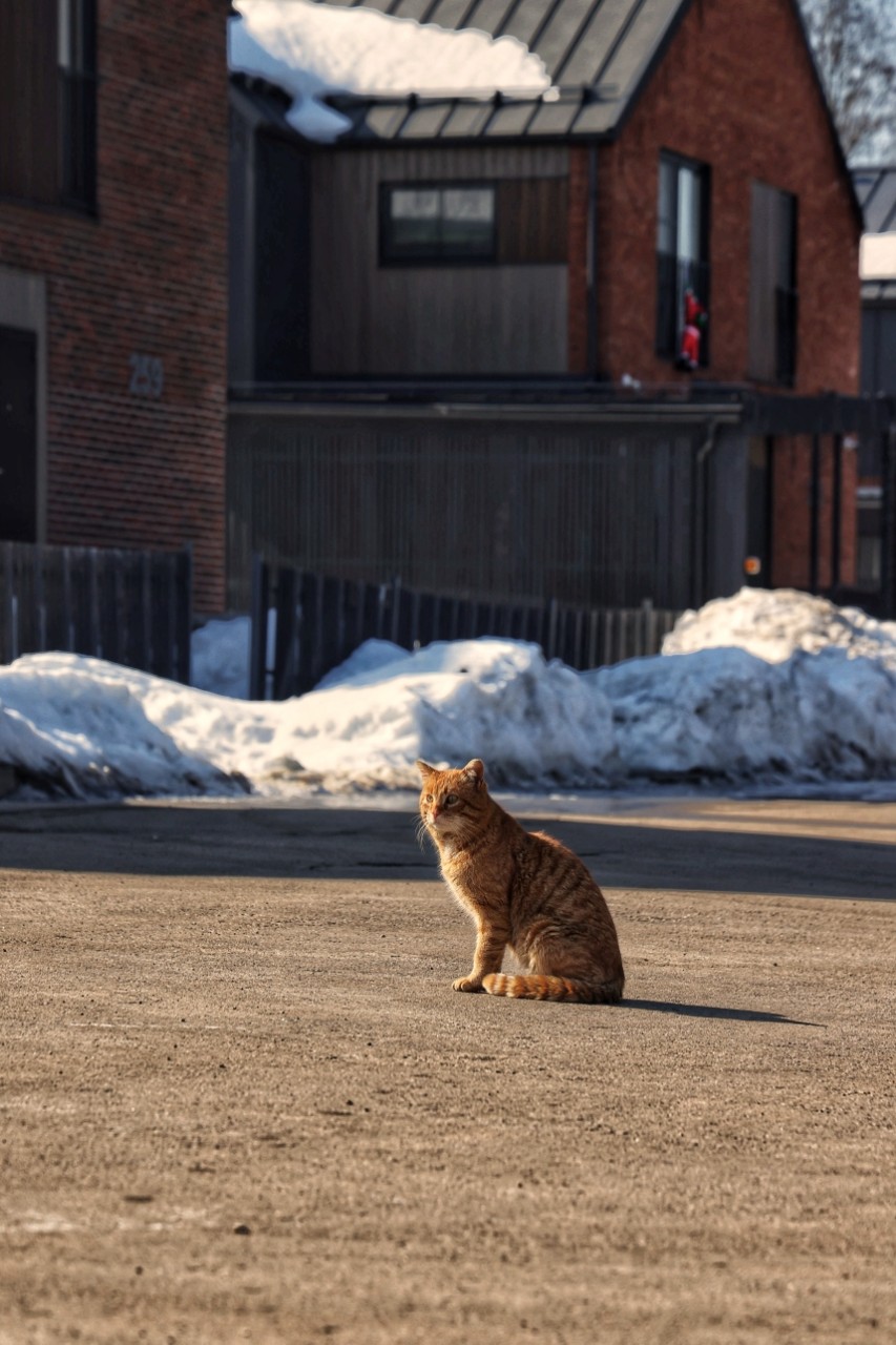 chudnoff.photos в LOOKY — Кот. Мартовский. 
#кот#весна#мартхаус
#фотографмосква