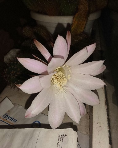 Татьяна Gala Анатольевна в LOOKY. #зацвëл. 🌵Мой [#кактус](какт...
