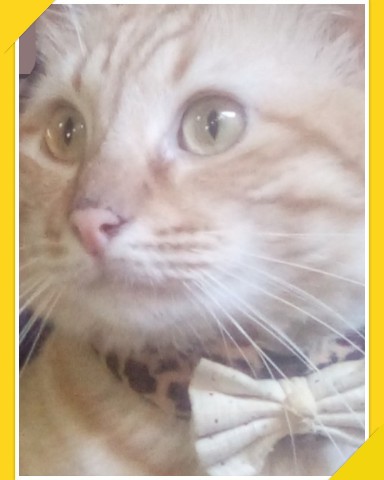 Dollyandfriends в LOOKY. . Happy purrsday sweet...