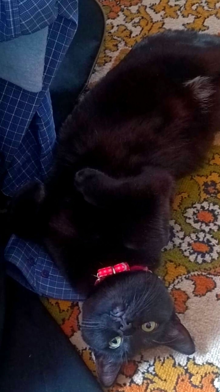 Мой пирожочек
#котики #клякса