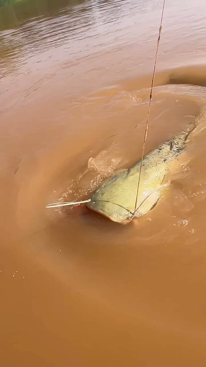 fishingday26 в LOOKY. . Сом