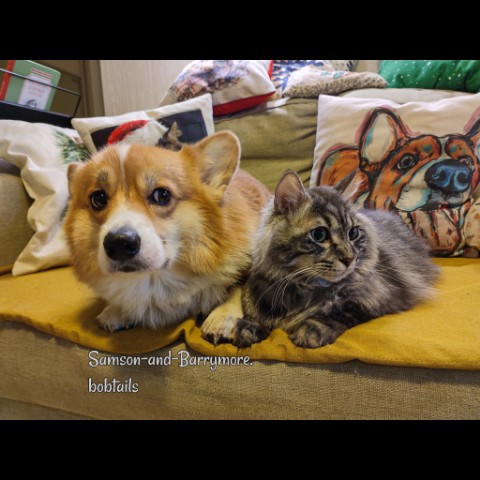 samson_and_barrymore.bobtails в LOOKY. #corgi,#corgipuppy,#corgilife,#corgination,#corgicommunity,#corgigram,#pembrokecorgi,#pembroke,#корги,#коргипемброк,#сочинение,#будьтездоровы,#старыйновыйгод,#собака,#собакадругчеловека,#doglife,#коргимания,#коргичемпион,#sweetkitty,#большойкот,#курильскийбобтейл,#kurilianbobtail,#sweetkitty,#catphoto,#catphotography,#котдня,#котипес,#безкотаижизньнета,#мыизкотограма,#looky,#looky_топ,#looky_official. .
Привет, друзья! Со...