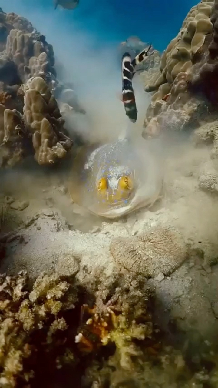 Looky_1670353794847 в LOOKY. . 🐠 Релакс 🔥🔥