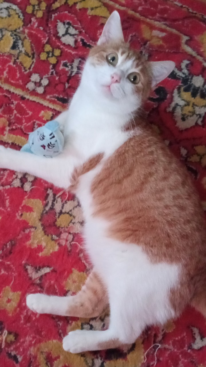 LComtesse в LOOKY — #котовасия#герман😍
Расскажу про этого толстячка☺
Никогда у 