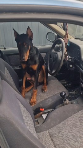 annet_anapa в LOOKY. #доберманвмашине,#доберманщенок,#доберманитакса,#доберманохранник. Поездка с охраной ур...
