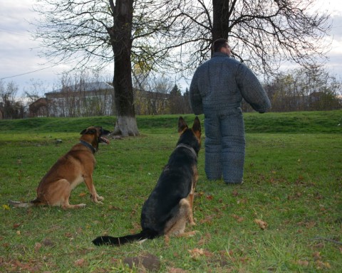 Looky_1718348665789 в LOOKY. . Рокки и Грейс в деле...
