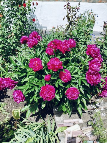 Лика в LOOKY. #пионы,#май. Мои пионы во всей кр...