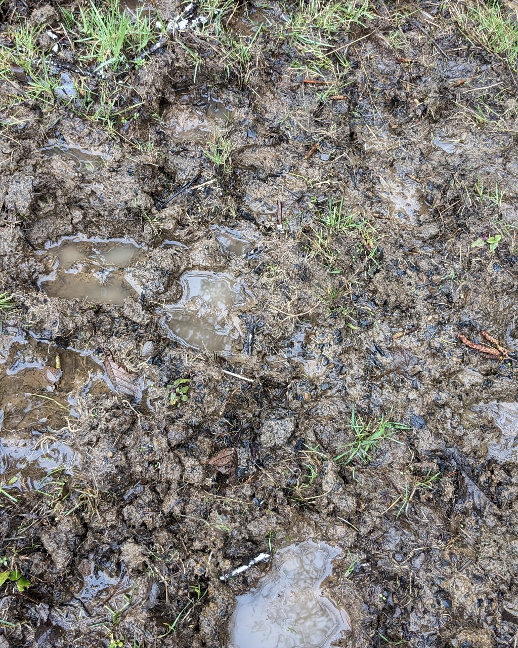 Niketech в LOOKY — Elk tracks