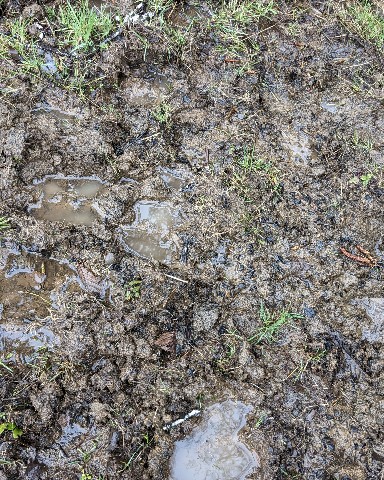 Niketech в LOOKY. . Elk tracks