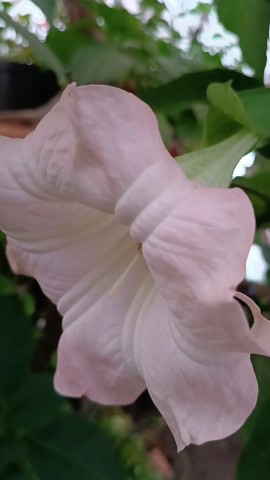 Khamketiya_Nature_Garden в LOOKY. . 