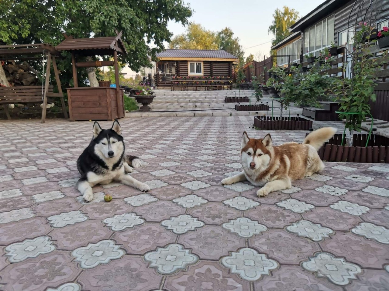 Константин Корзов в LOOKY. #хаски,#стая. Тасюша и Эмма 🤗 #ха...