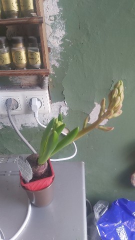 ХАнна в LOOKY. . Цветочек с бонусом!�...