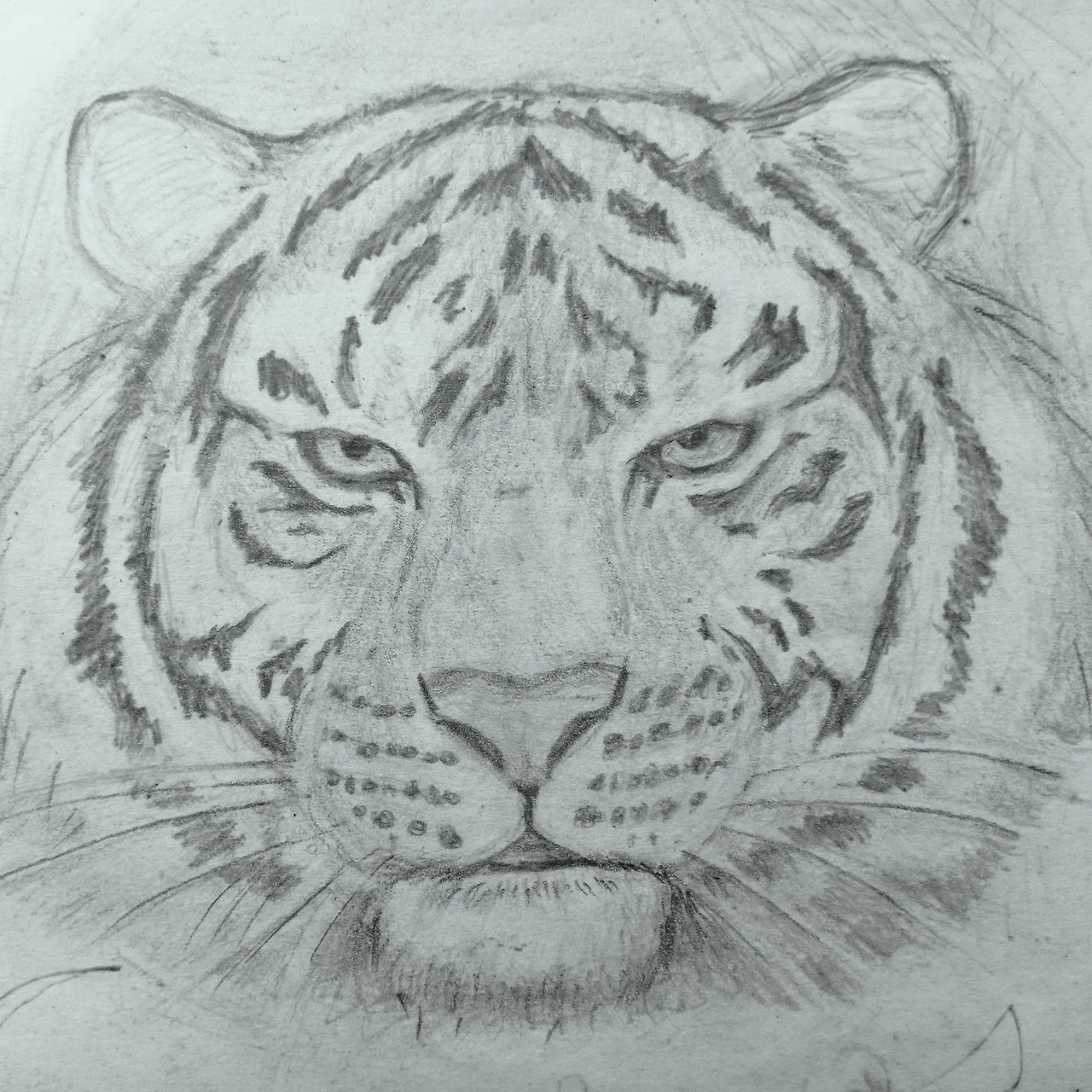maxivart2024 в LOOKY — Тигр🐅 [#рисунок](рисунок) [#рисую](рисую) [#арт](арт) #граф