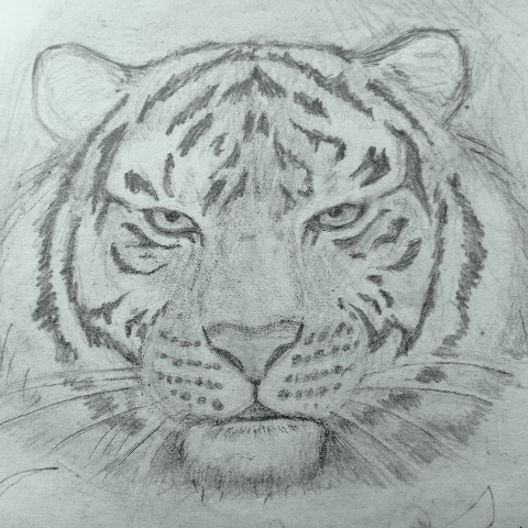 maxivart2024 в LOOKY. #графика. Тигр🐅 [#рисунок](ри...