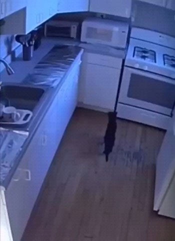 Kitty в LOOKY. . Как отучить кота пры...