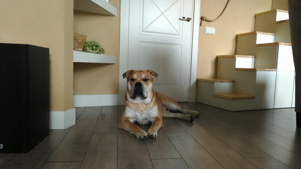 anbarinova в LOOKY — Ну Царь же :)