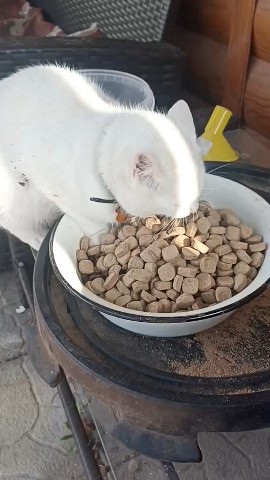 perederzhka_cat в LOOKY. . Дегустация. У собак,...