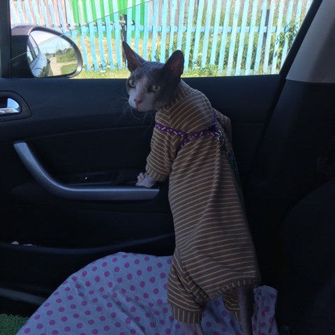 PetsStalkerS в LOOKY. #бонифаций,#прорвемся. Докатили мы с Бонифа...