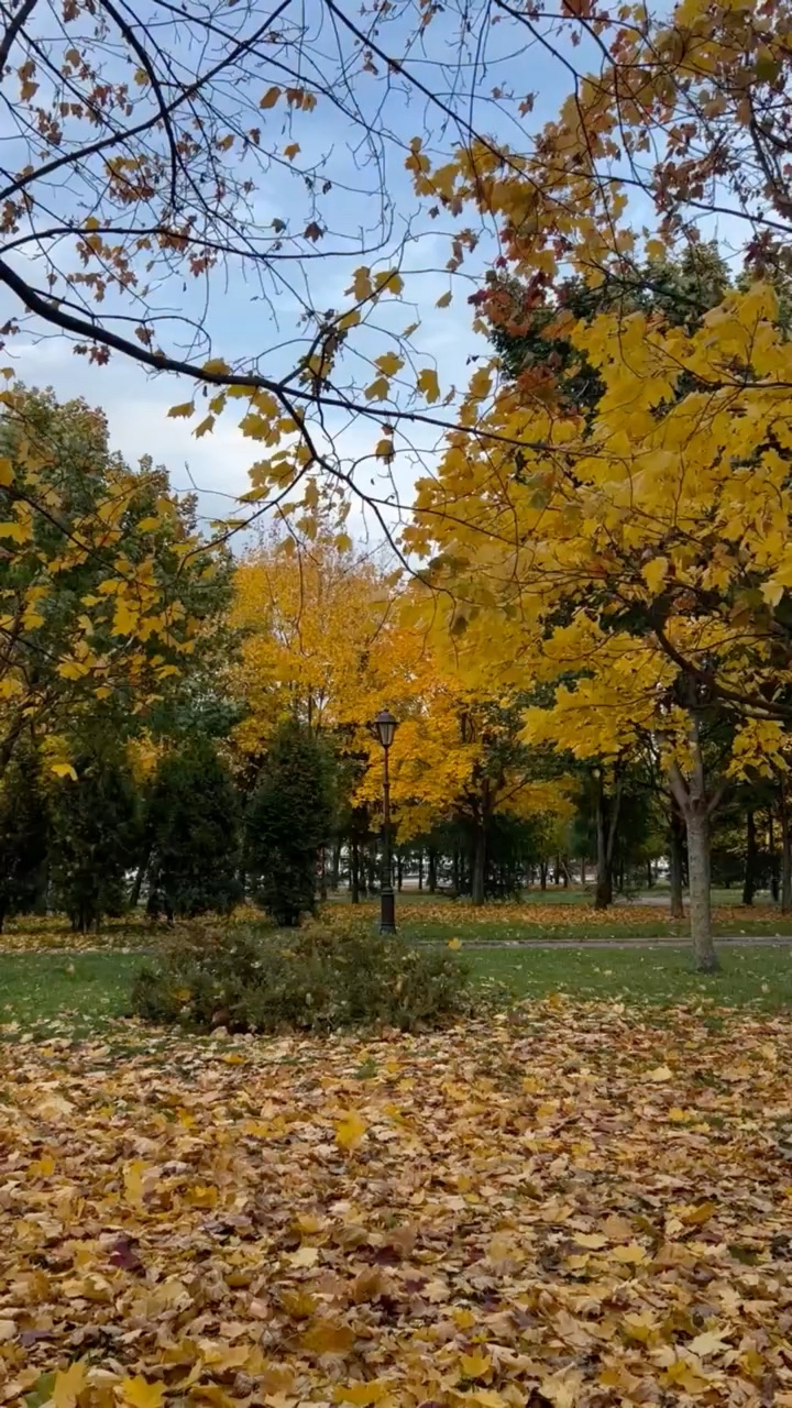 fialkavee в LOOKY. . С нами случилась осе...