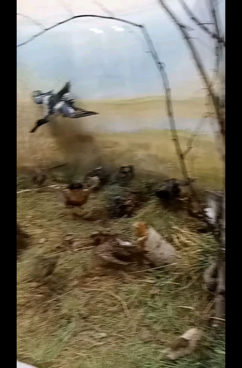 Нелли Сова в LOOKY. . 
