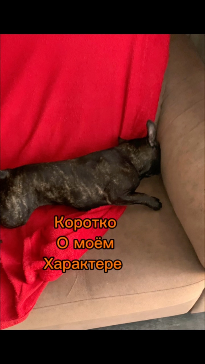 _bulldog__family_ в LOOKY. . А какой у вас характ...