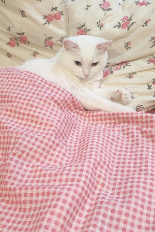 Looky_1701101074985 в LOOKY. . Дневной сон 🛏😸